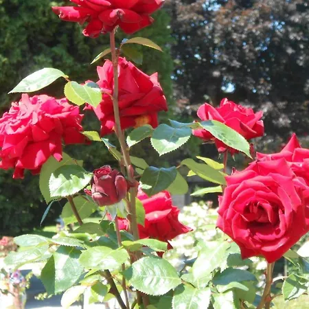 Landgasthof Schutzen 2* Tengen