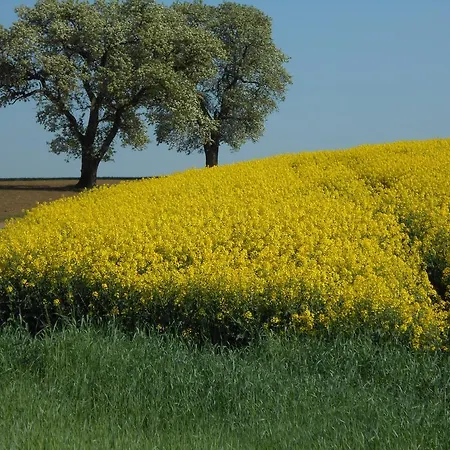 מלון Landgasthof Schutzen Tengen