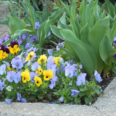 Landgasthof Schutzen 2* Tengen